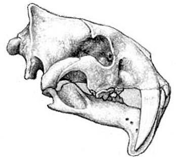 Eusmilus skull