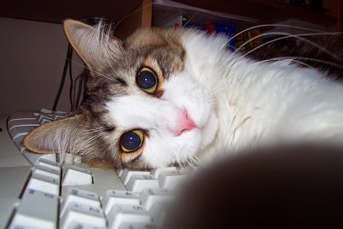 Cat Typing Detector Cat Typing Detector