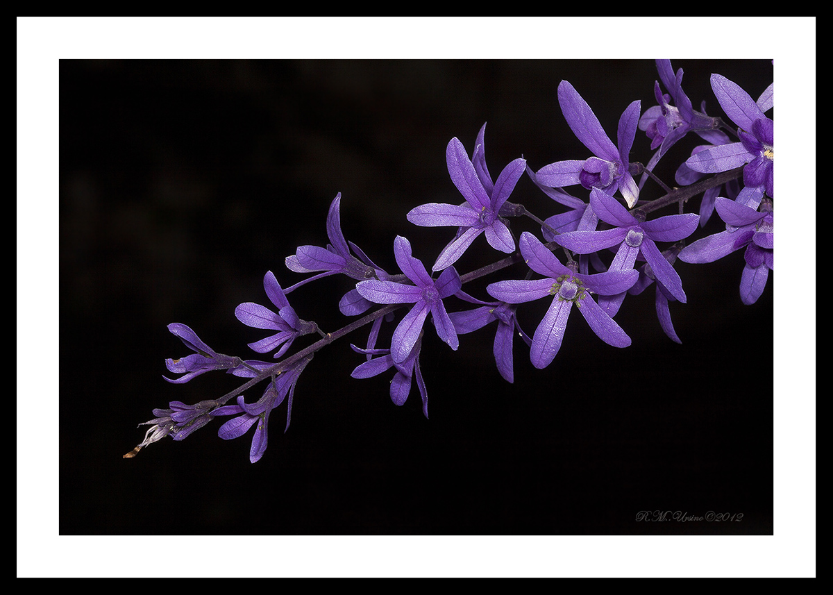 FLORA NUESTRA Petrea volubilis