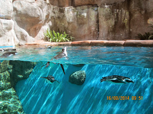 "Jackass Penguins" at Yogyakarta zoo.