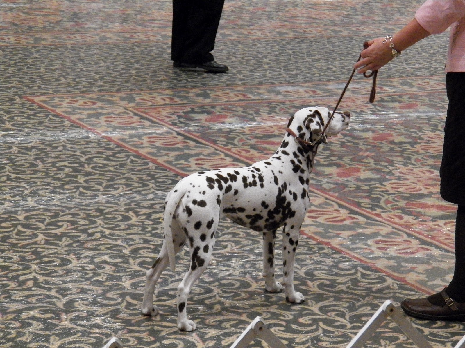 Victory Dalmatians Dalmatian Club of America National Show in Tulsa, OK