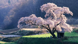 Blooming Cherry Tree EPIC Asian Spring HD Wallpaper
