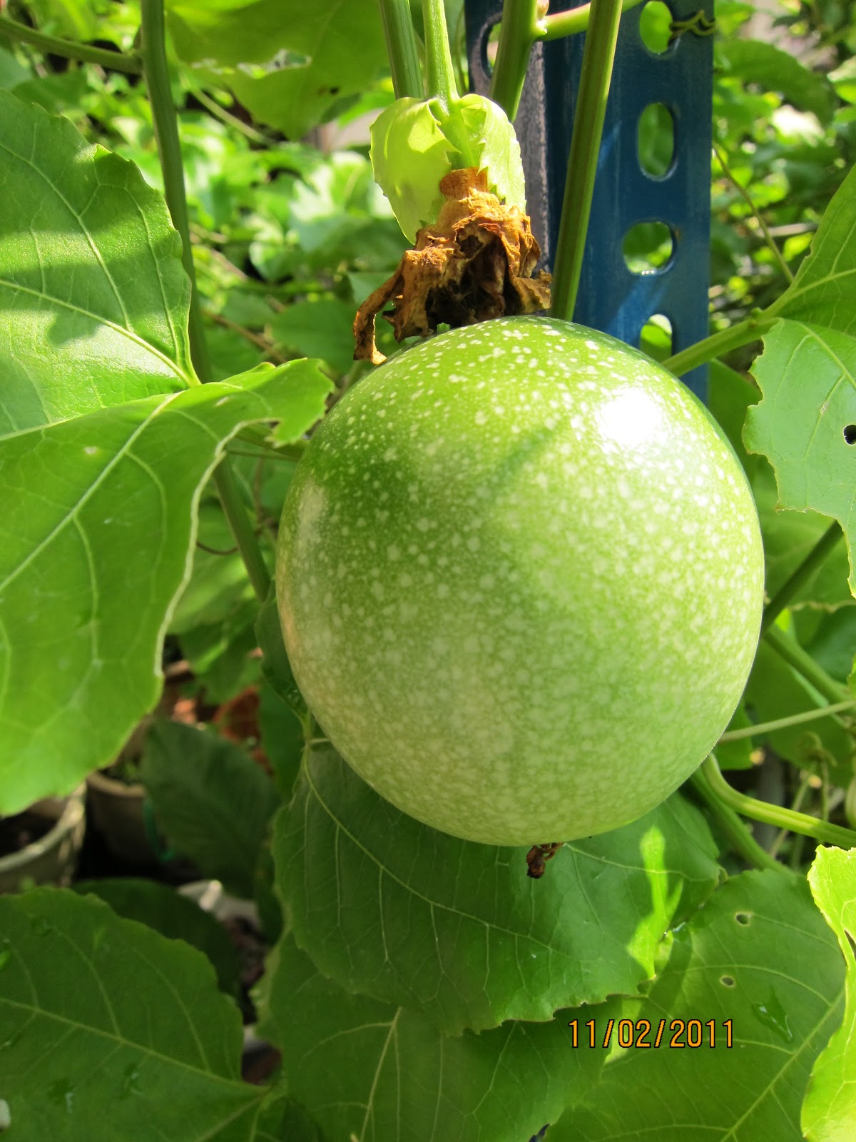 Shades of Grey Fruits and the Oyster Plant