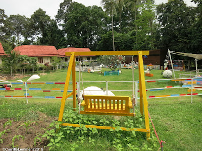 Sheep and hydroponics farm in Maenam