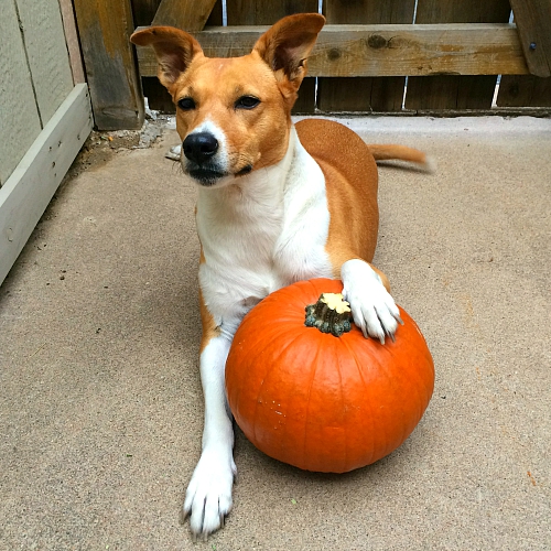 cute dog with pumpkin