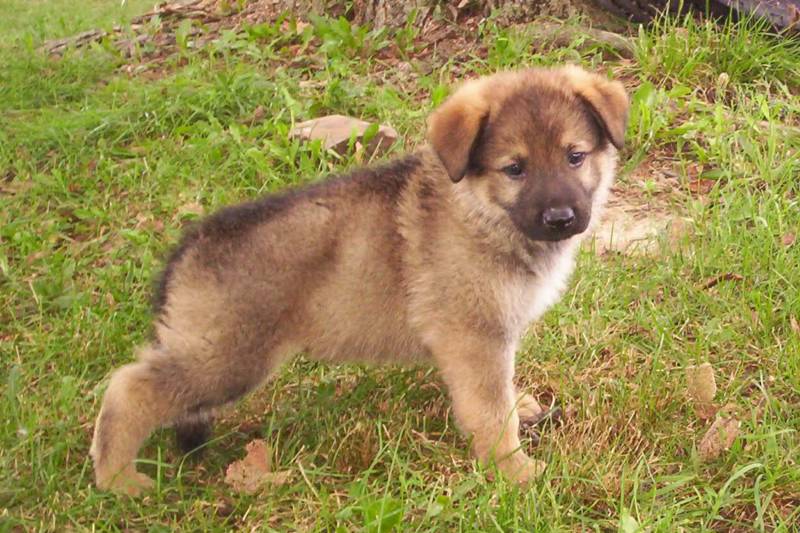 The Gunbil German shepherd puppy is well socialized with positive ... The Gunbil German shepherd puppy is well socialized with positive ...