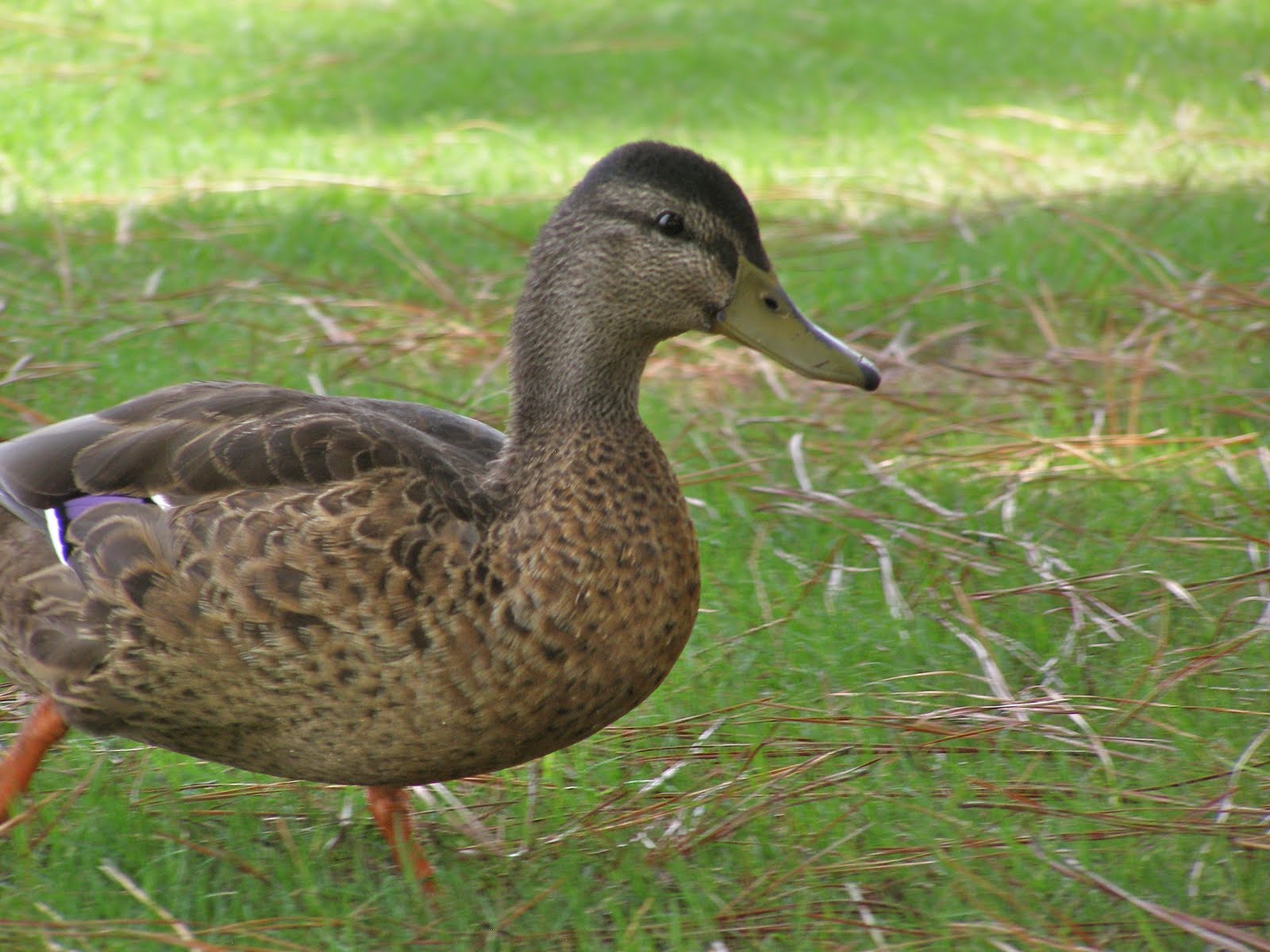 Evelyn's Wildlife Refuge: Where have all the male Mallards gone?
