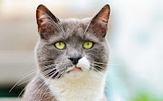 One Leukeran tablet is now more than $11 a pill and cat owners cannot afford . (surprised cat hd widescreen wallpapers )