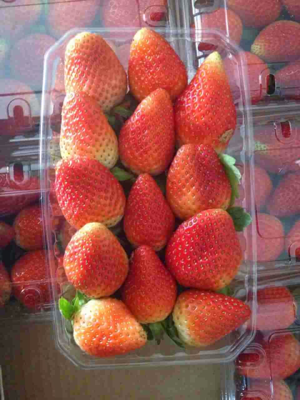 fresh_strawberry_suppliers
