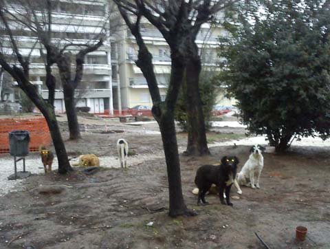 Λύση με τα αδέσποτα ή απλά θεωρίες; Ιδού η Βέροια, ιδού και το... γάβγισμα!