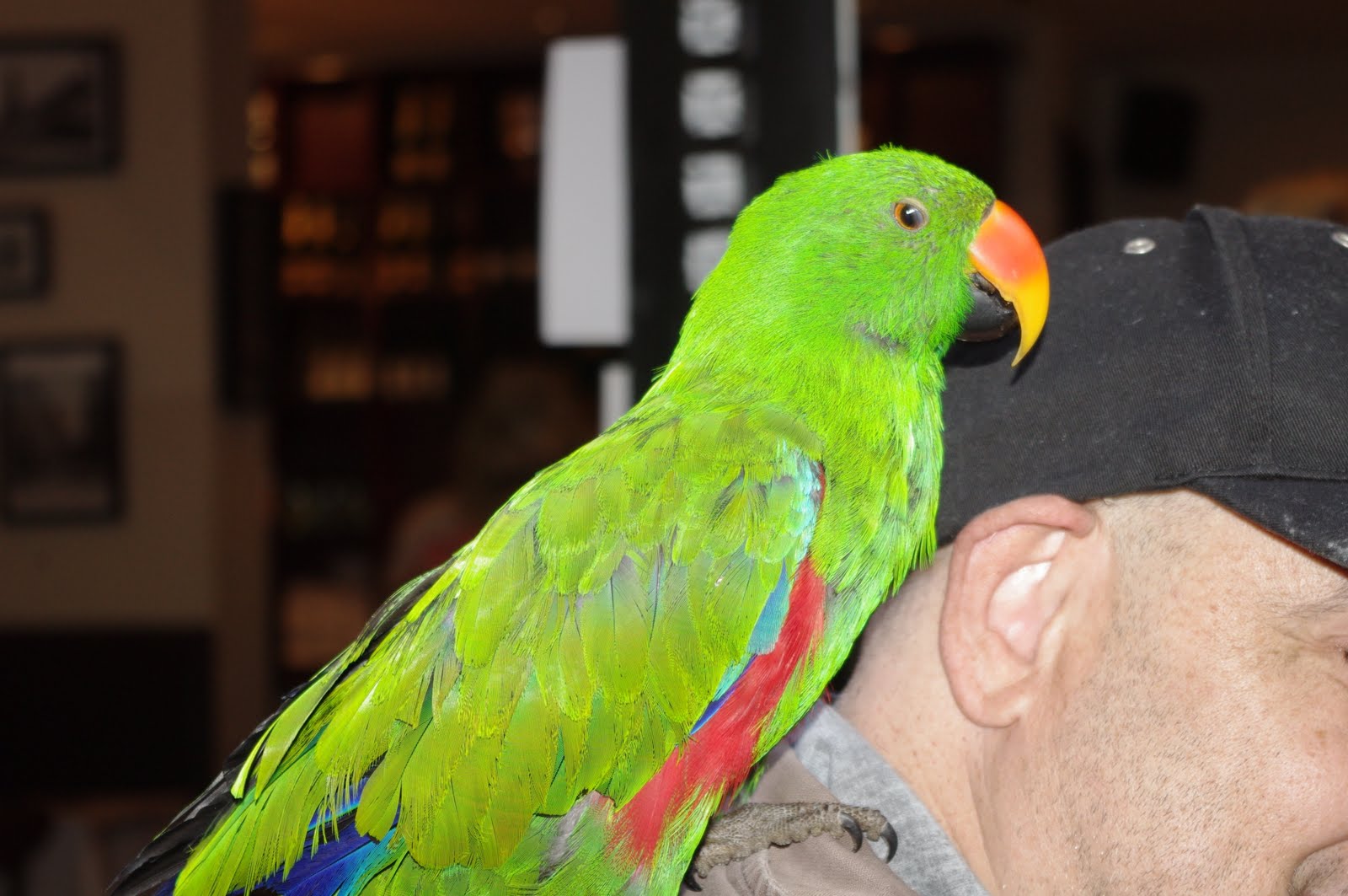 365 Kent Eclectus Parrot