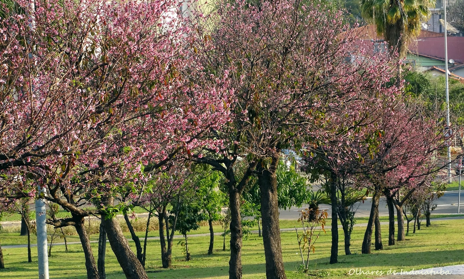 Olhares de Indaiatuba Praça das Cerejeiras