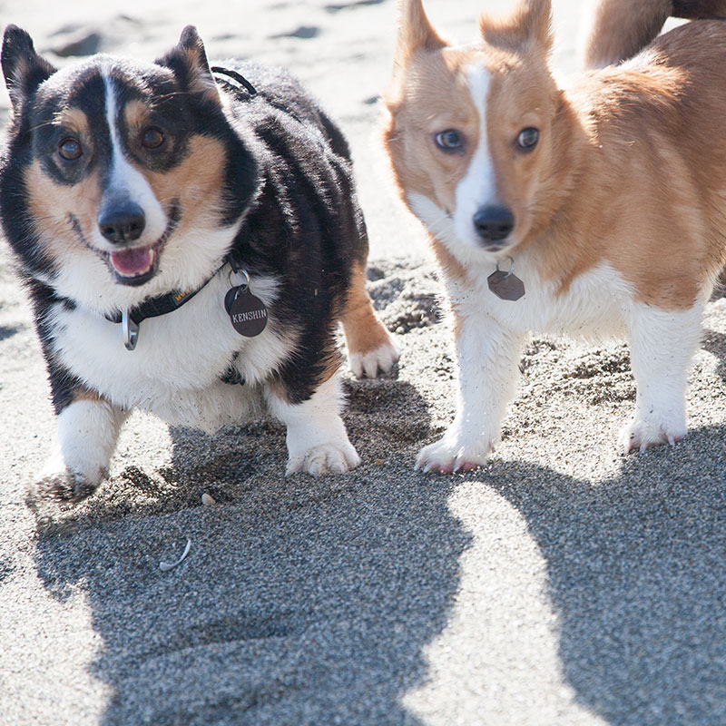 Dogs at double bluff off leash dog beach Dogs at double bluff off leash dog beach