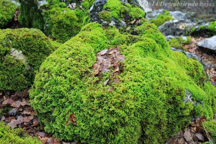 Descubriendo hojas: El pequeño mundo del musgo
