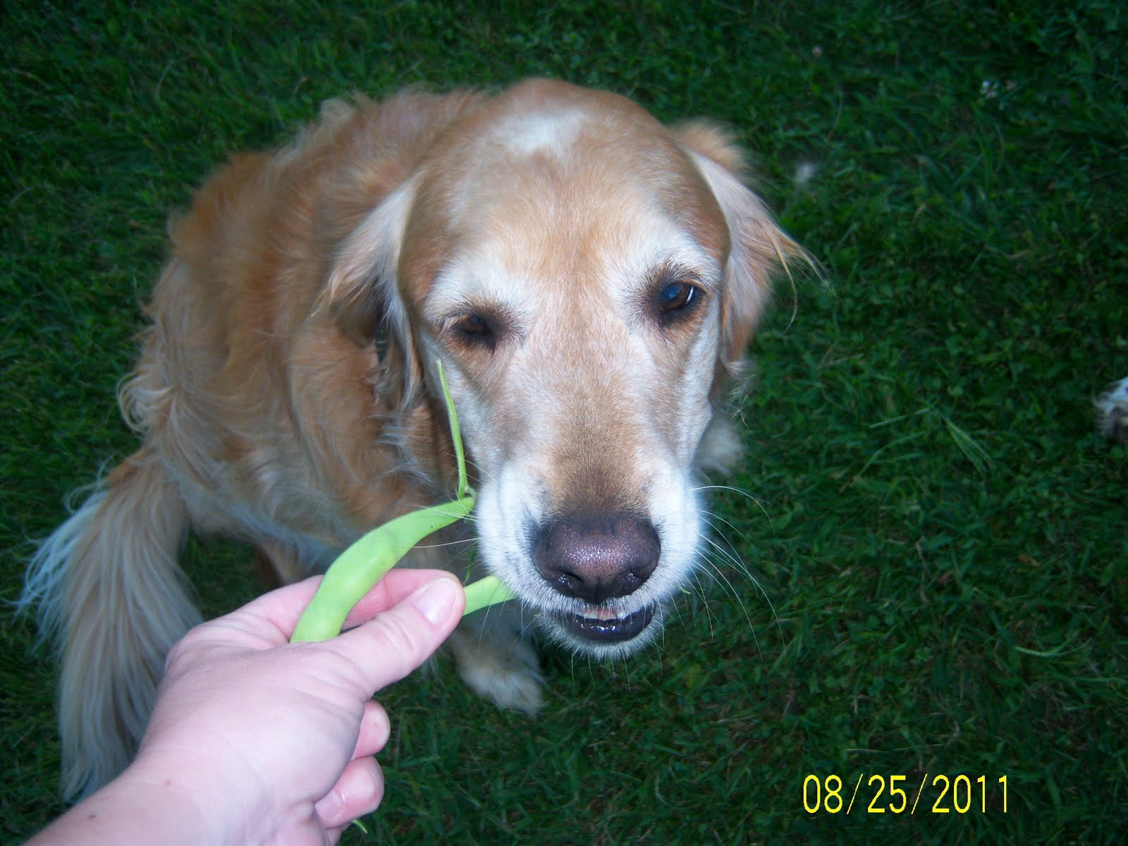 Christy's Crafting Creations Dog's eat Greens?