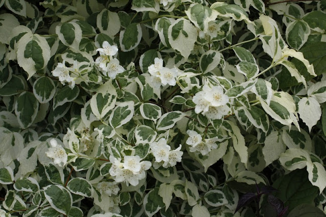 Xtremehorticulture Of The Desert Bottle Trees And Leaf Drop