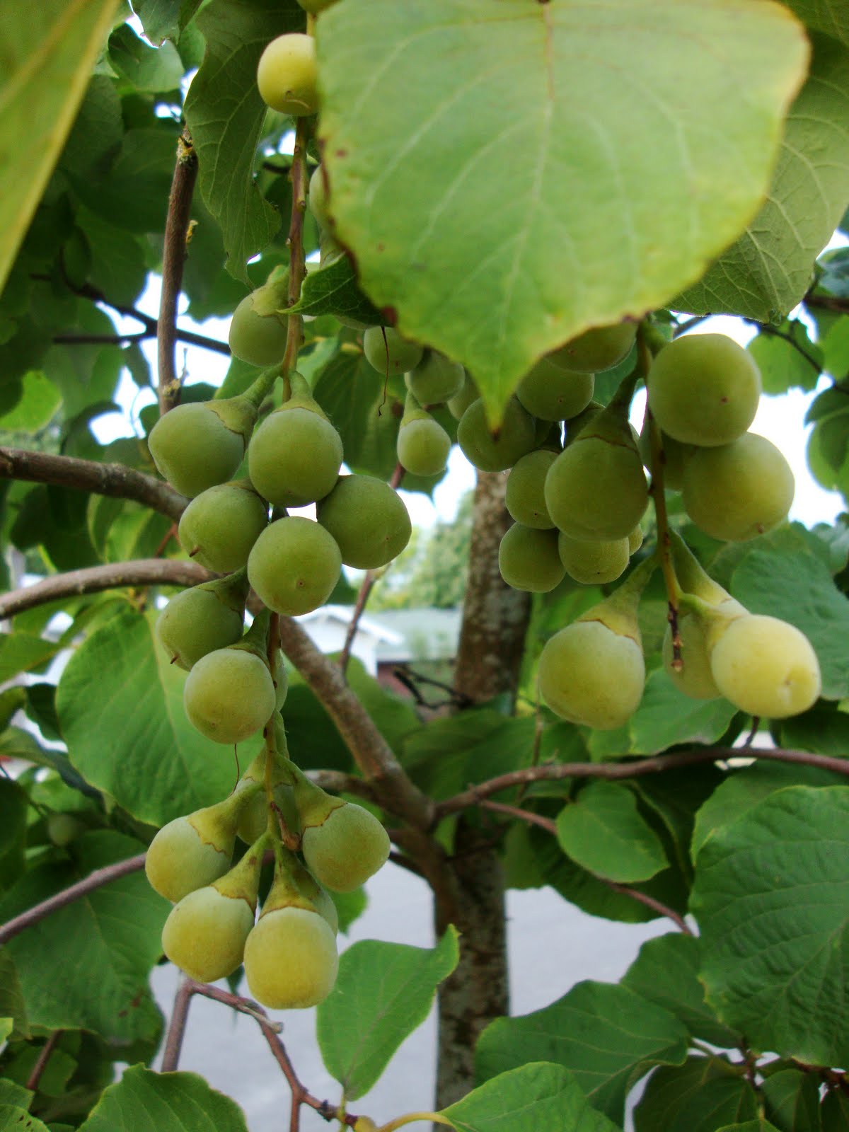 danger garden I’ve got Styrax envy…