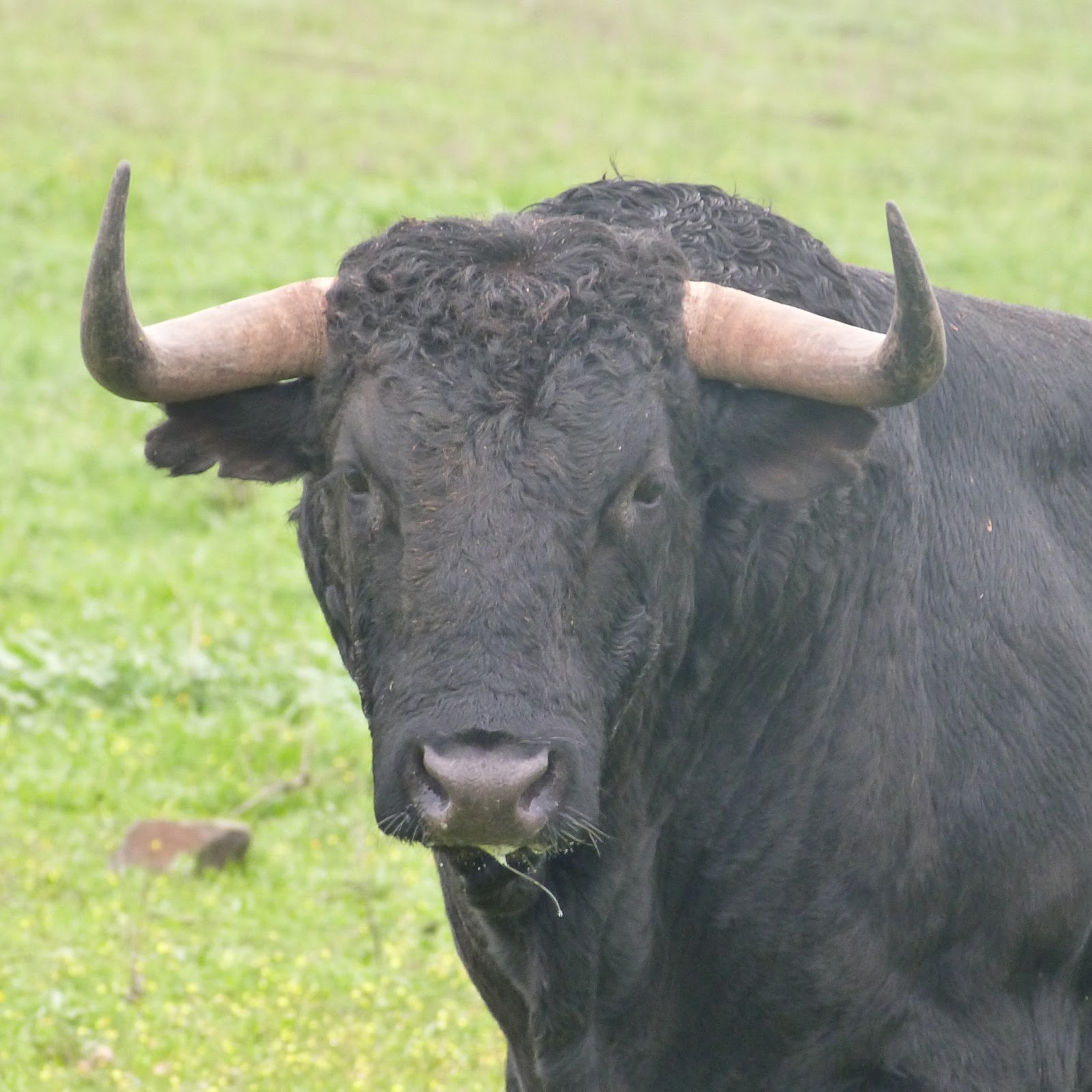 El Paseillo: La mirada del toro El Paseillo: La mirada del toro
