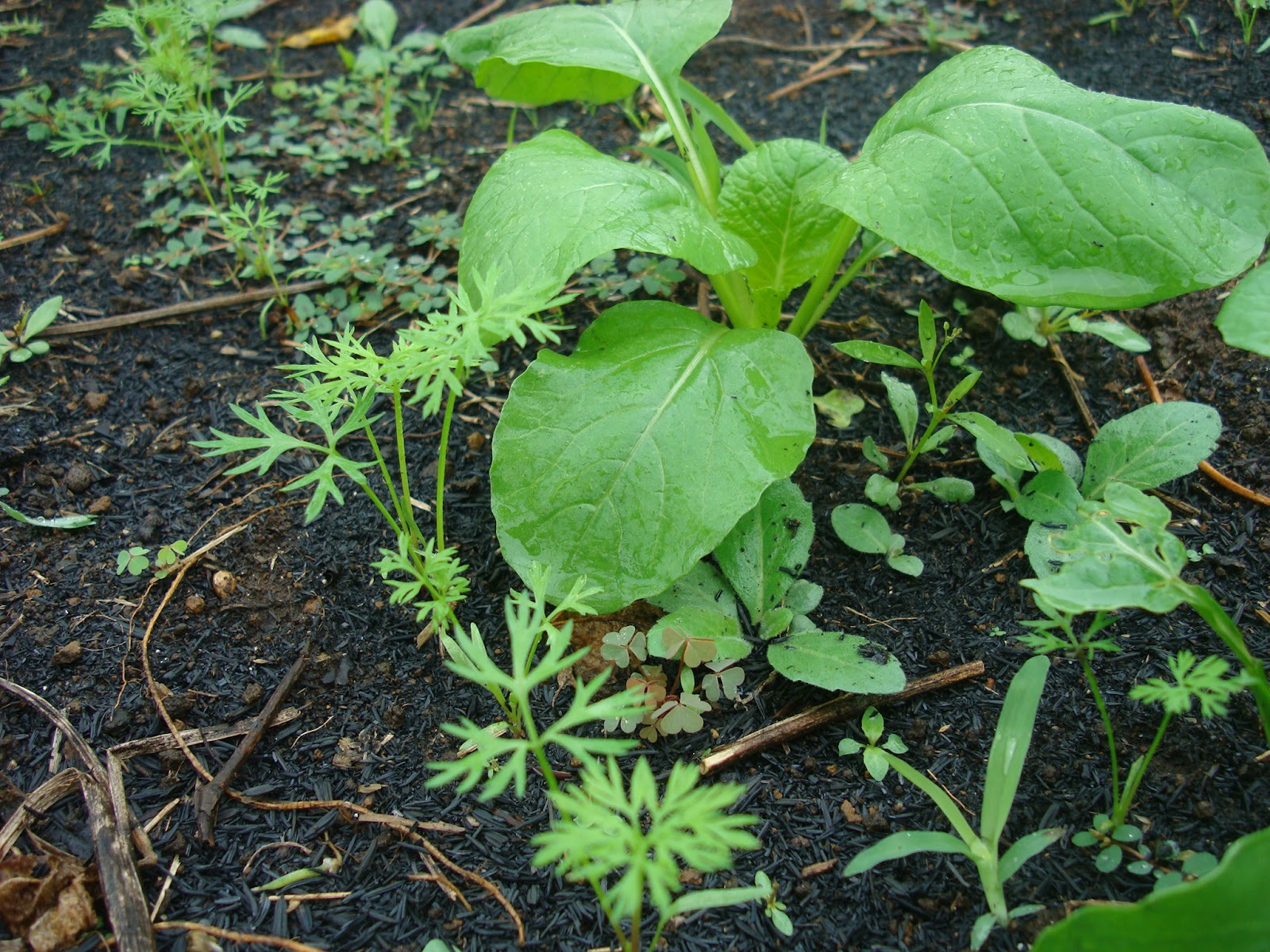 不耕起栽培記 混植天国