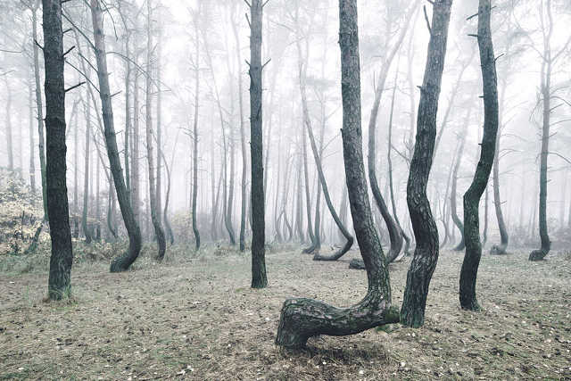 un misterioso bosque en Polonia