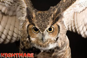 12+ Burung hantu 4d terupdate