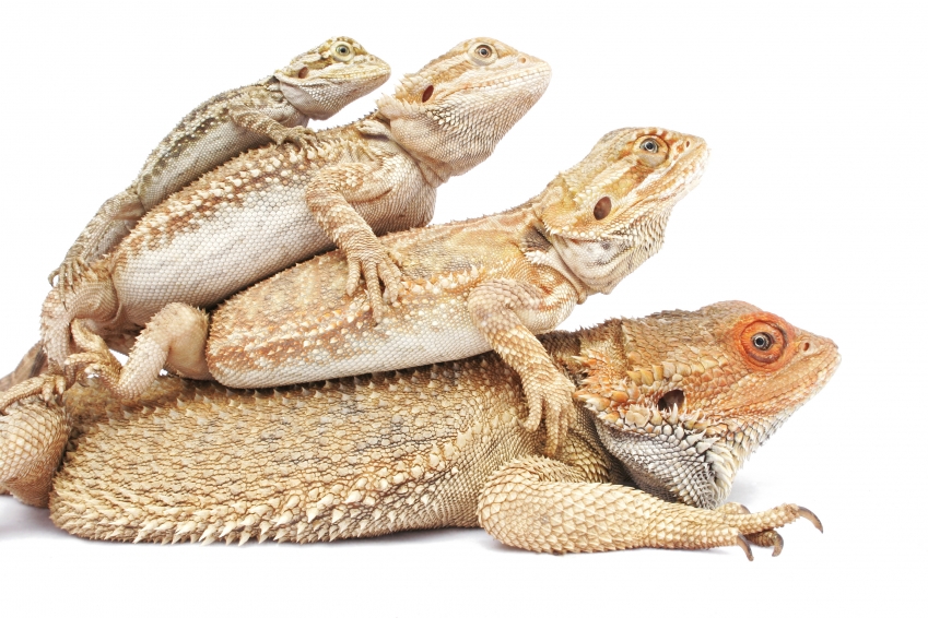 8 Month Old Bearded Dragon Diet Schedule
