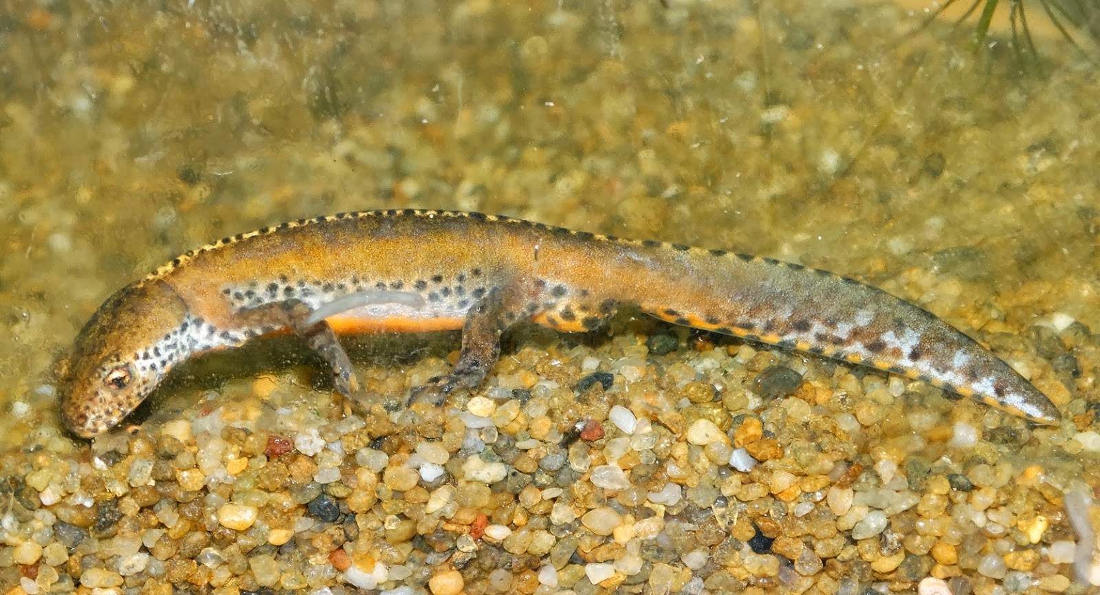 Reptiles Amphibians & Fish NORTH ITALIAN ALPINE NEWT ICHTYOSAURA