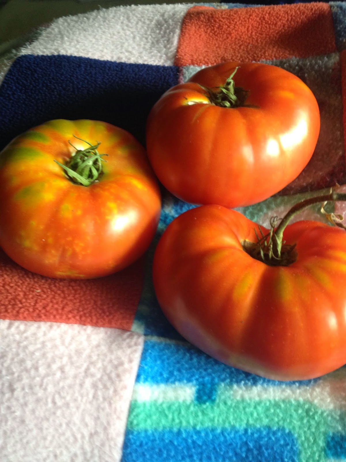Slicer Tomatoes - Burpee