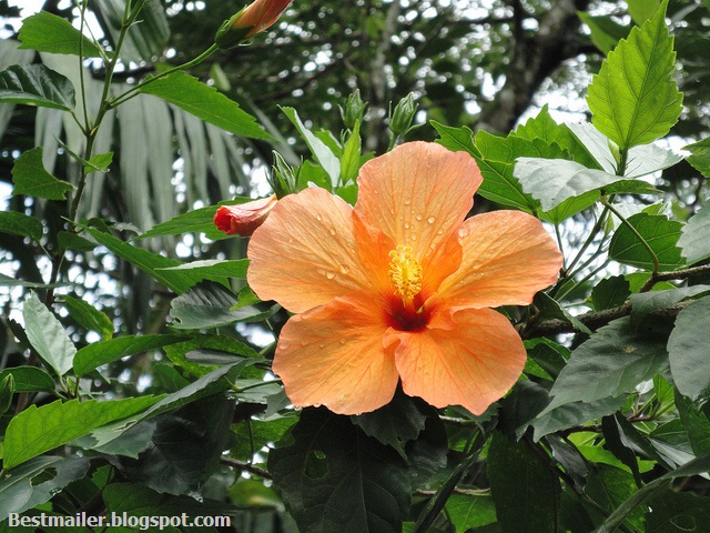 Beautiful Flowers of Kerala.9