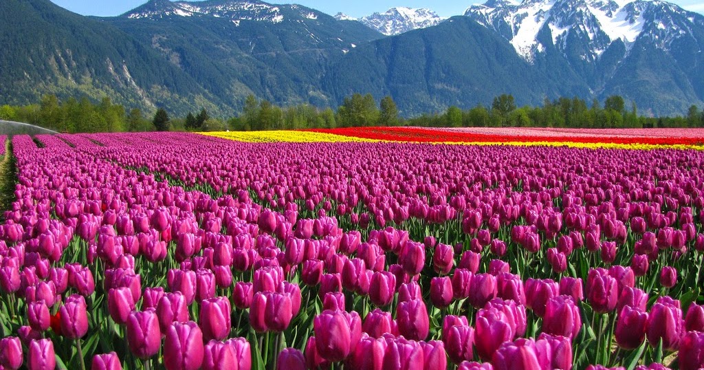 Alam Mengembang Jadi Guru: 18 Ladang dan Taman Bunga yang Indah di Dunia