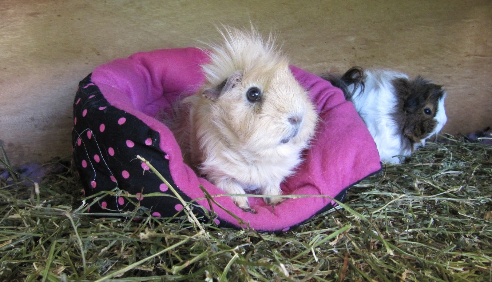 All Things Guinea Pig Cuddle Sacks