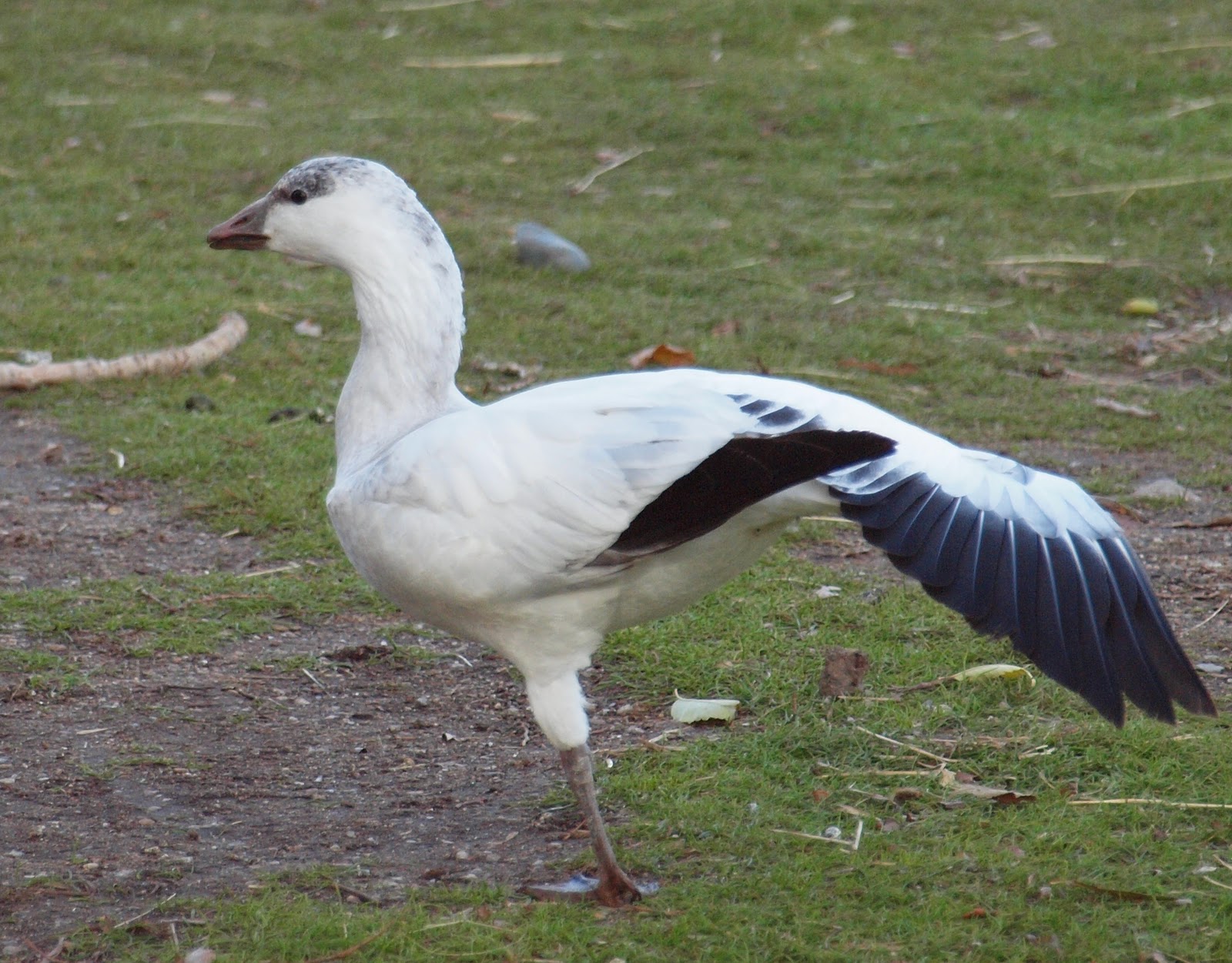 Birding Is Fun! Ross's vs. Snow Goose