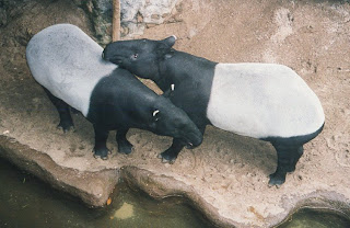 malayan tapir
