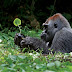 Silverback Gorilla, Africa