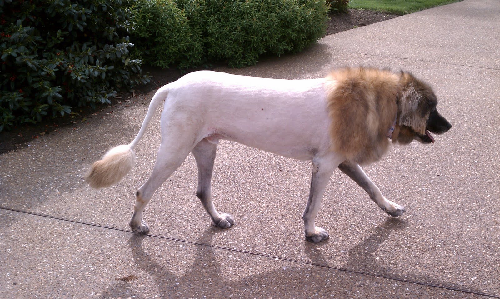 Lion+Cut+for+Dogs+Photos Lion Cut for Dogs Photos http://wecleancapecod.blogspot.com/2011/06/to ...