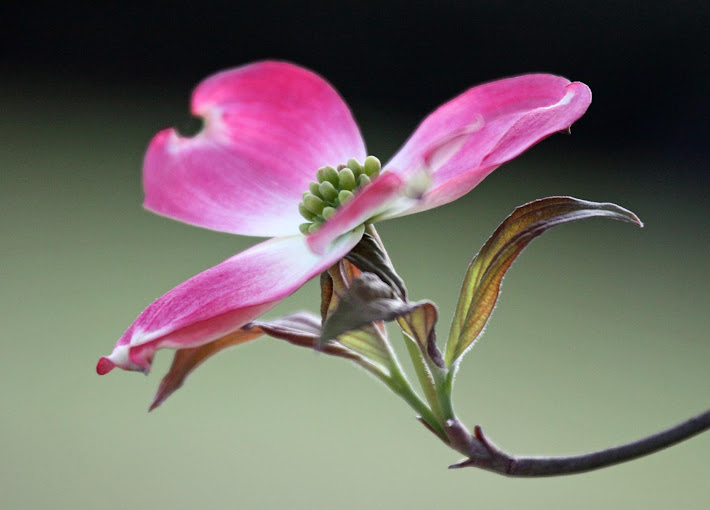 Pink Dogwood Blossom