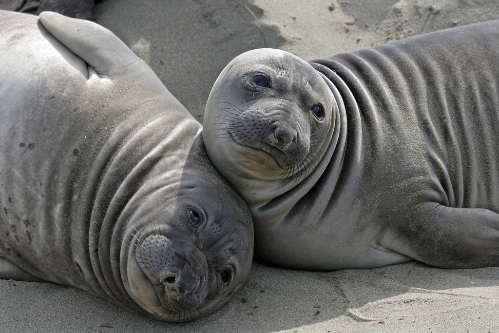 Baby einstein baby noah animal Elephant seals san simeon - ONLINE NEWS ICON