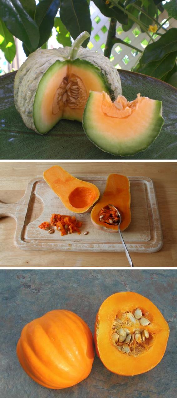 How to Collect and Prepare Butternut Squash Seeds