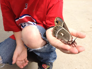 Moth or Butterfly