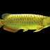 Arowana Fish for Business Luck