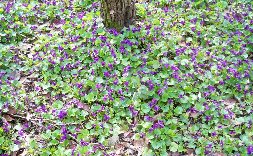 rn 56323 ca 05553 nike pants