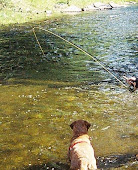 Dog Fishing.. New Sport