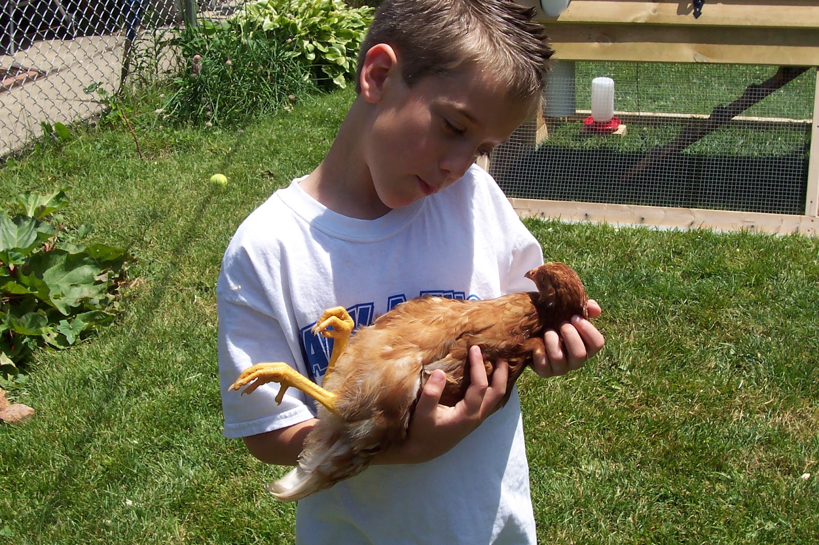 Making a Life Pet Chickens The Next Big Thing?