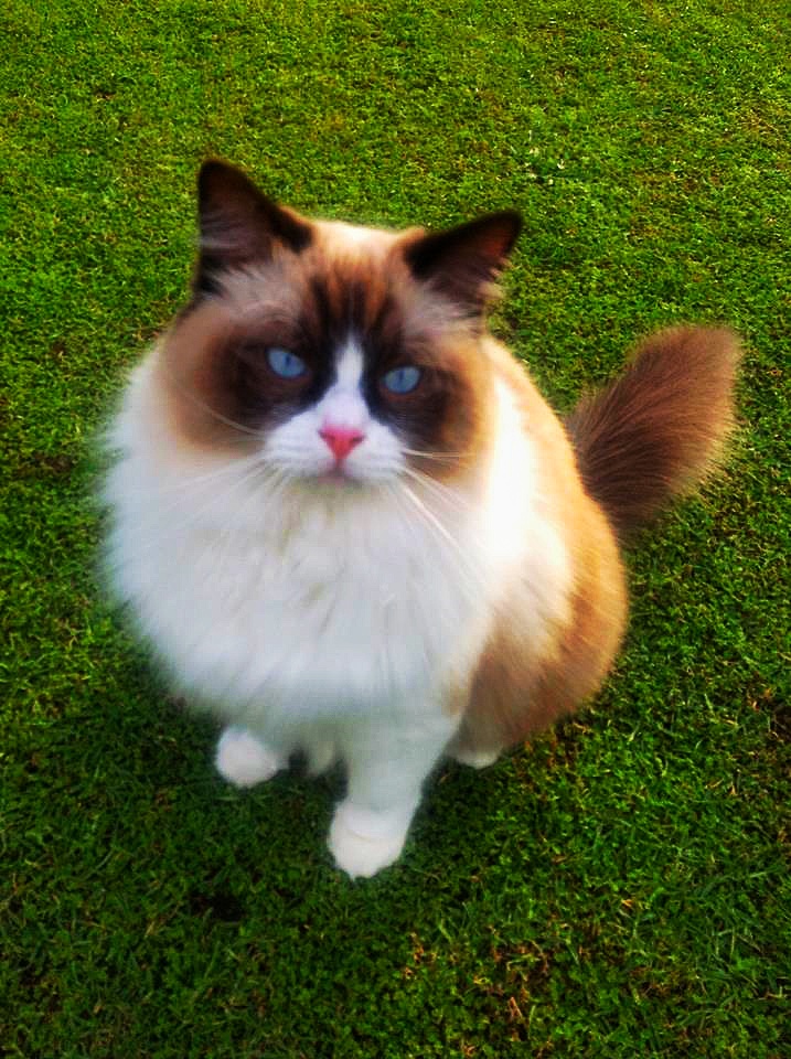 Cat from London {England} Traveling Cats Travel Pictures of Cats