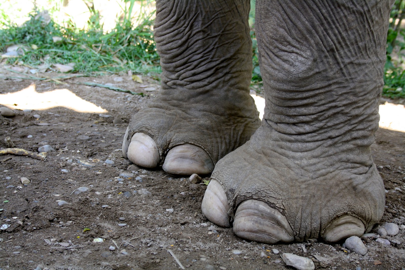 chunkychooky Elephants if you don't like elephants avert your eyes now