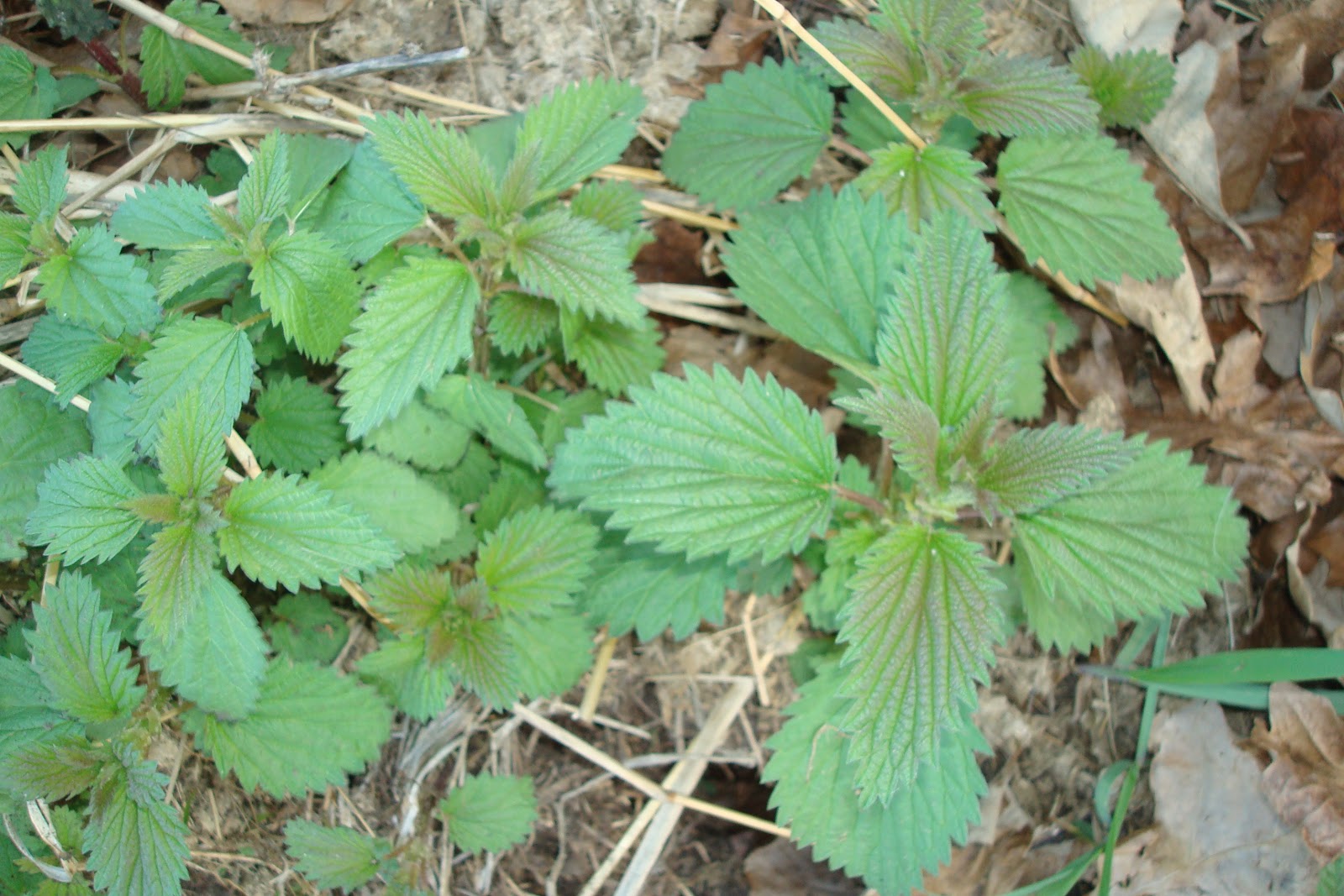 North Horse Poisonous Pasture Plants & Hunger Games Herbology