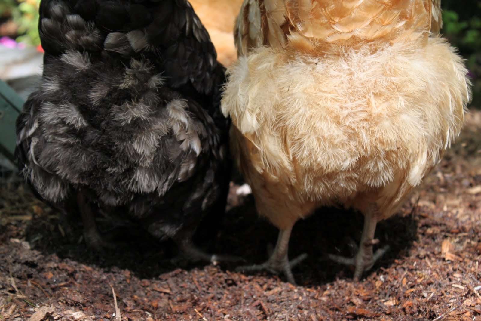 Tilly's Nest How to Give a Chicken a Bath