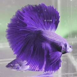 Bettas Breeding