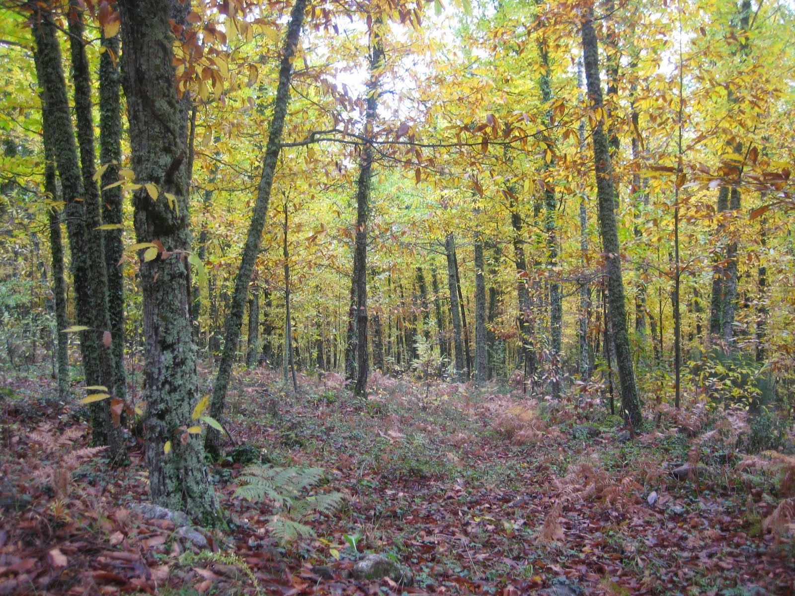 Colores del Otoño