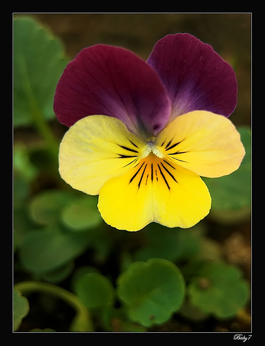 Flower Viola
